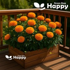 African Marigold Sierra Orange - 300 Seeds - Very Large Flowers - Uniform Series