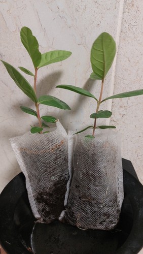 Pink guava fruit plant - pink,