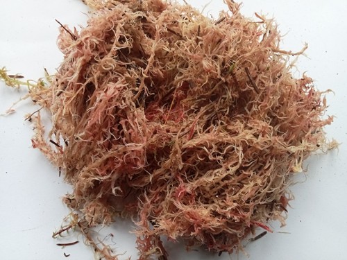 Live pink sphagnum - sphagnum, moss