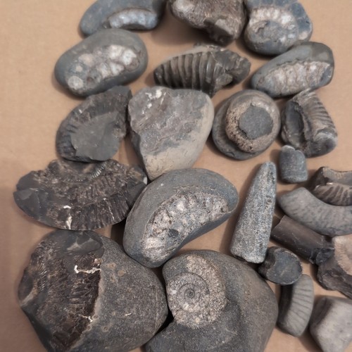 Jurassic marine fossil - marine,