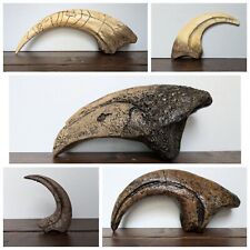 Dinosaur Claw Replica | Raptor