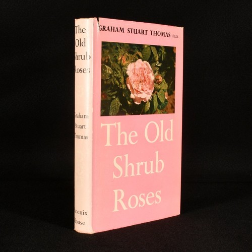 1955 the old shrub - 1955,