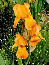 Bearded Iris Copper Flame (herbaceous perennial)