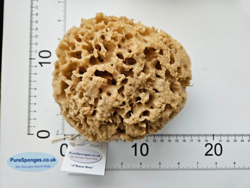 Natural sea sponge large - natural,
