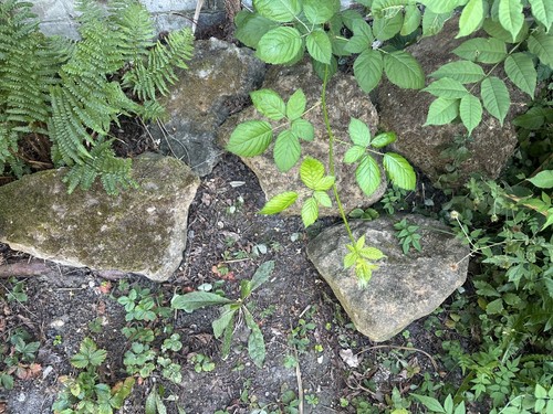 Rockery stones large garden - rockery,