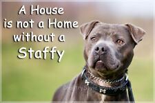 Staffordshire Bull Terrier
