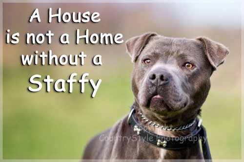 Staffordshire bull terrier - bull,
