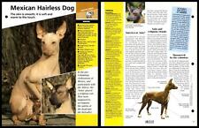 Mexican Hairless Dog - Breed -