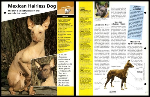 Mexican hairless dog - breed,