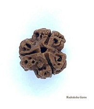 NEPALESE THREE TEEN 3 MUKHI FACET RUDRAKSHA RUDRAKSH HINDU POOJA PRAYER  YOGA OM