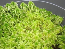 Spiky bog moss.  Sustainably picked live Welsh moss.