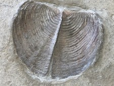  Rare Ammonite Fossil