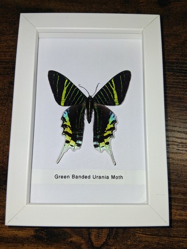 Taxidermy butterflies moths - taxidermy, butterflies/moths