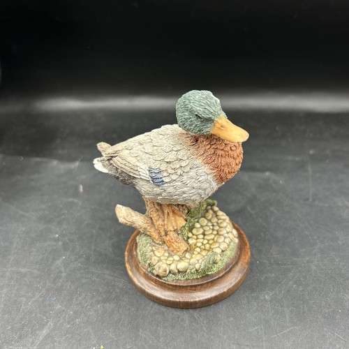 Country artist mallard duck - country,