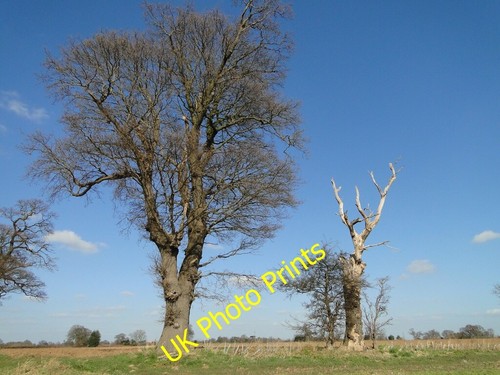 Photo 6x4 trees the - trees,