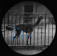 A VICUNA LONDON ZOO C1878