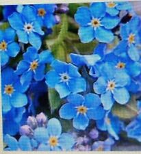 Forget Me Not plants Myosotis 12 FOR £12.99 They will flower Spring NOT PLUGS