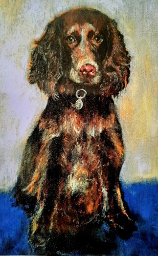 Adorable boykin spaniel - adorable,