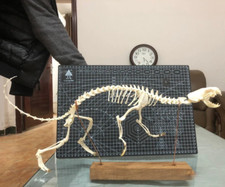 Complete MINK SKELETON - Real