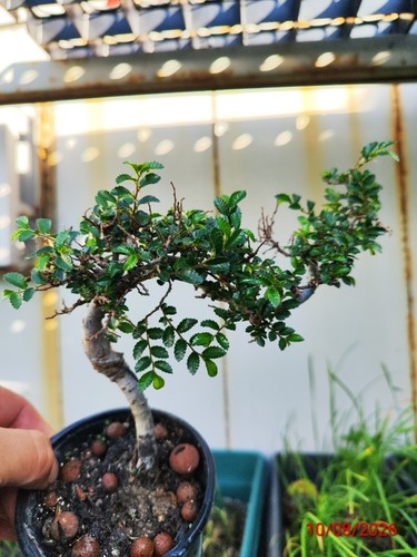 Chinese elm - elm,