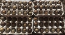 Chinese Painted Button Quail Eggs 24 + 6 Free.