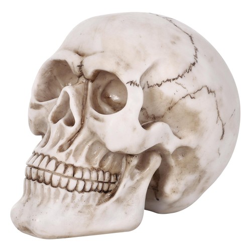 Vinsani halloween skull - vinsani,