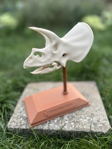 Triceratops dinosaur skull - triceratops,