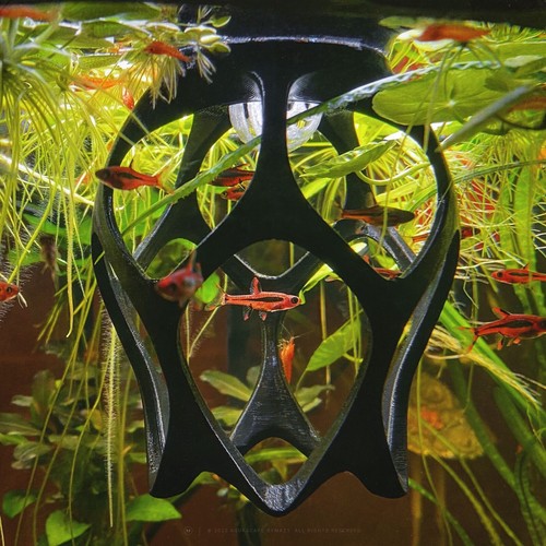 Floating betta play - floating, ground