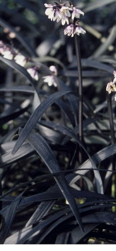 Ophiopogon planiscapus