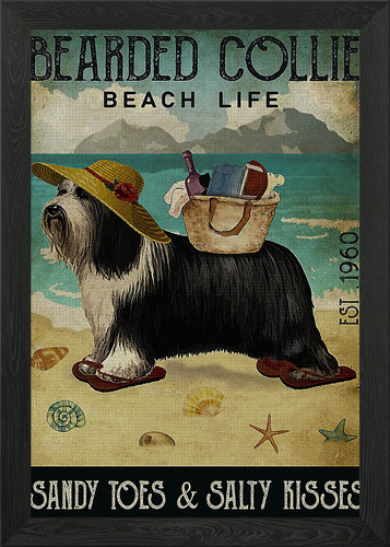 Bearded collie dog framed wall - collie,