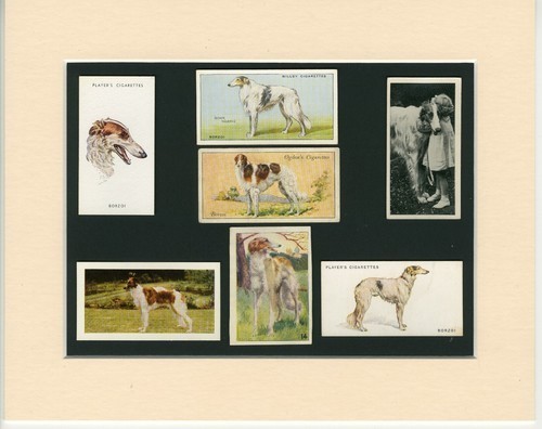 Borzoi original old dog - old,