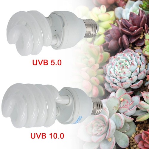 Pet screw bulb plant reptile - pet,