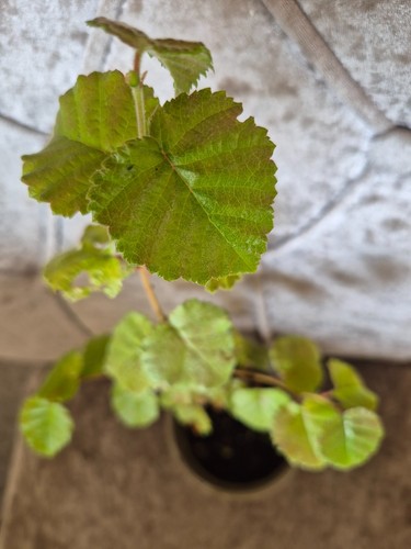 Silver birch plant years old - plant,