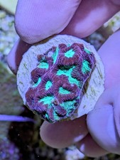 Donatello Favia  - LPS Coral 