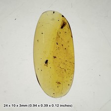 99 million-year-old burmese