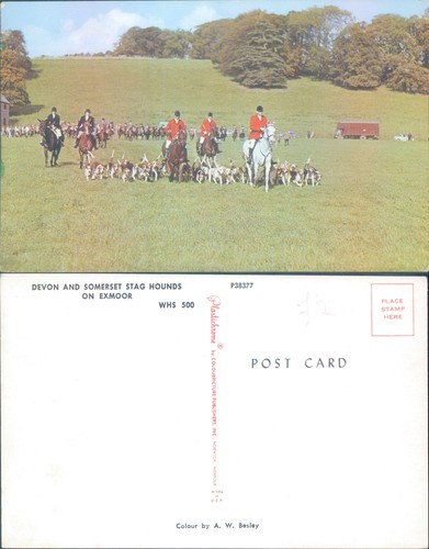 Devon and somerset - somerset, stag
