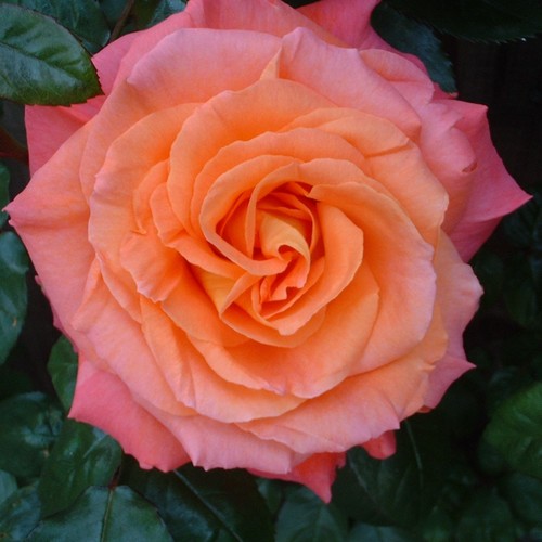 Sunrise 5lt potted - sunrise, 5.5lt