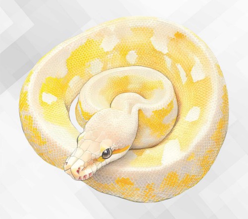 Ball python snake - snake, wall