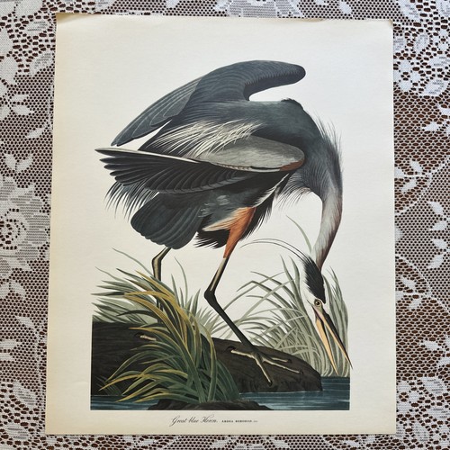 Vintage great blue - vintage, “great