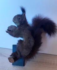 Vintage European Squirrel