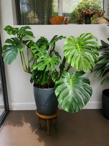 Large mature monstera - large,