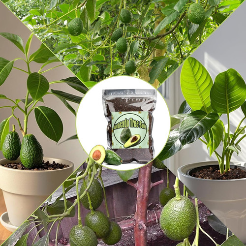 Organic avocado tree - tree, potting