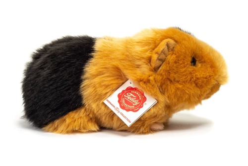 Teddy hermann guinea pig - teddy,