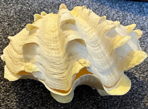 Fluted giant clam shell - giant,