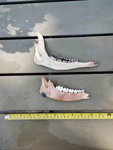 Fallow deer bones - deer, (jaw