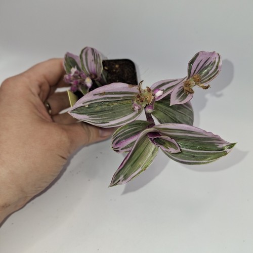 Tradescantia nanouk houseplant - tradescantia,