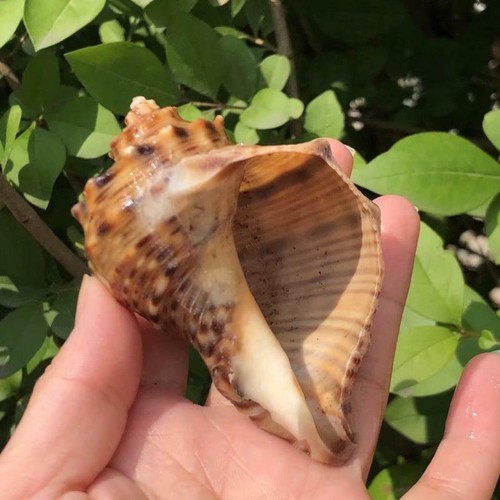 1pcs natural seashell conchs - seashell,