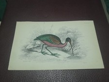 William H Lizars Hand Coloured Antique Print. glossy ibis