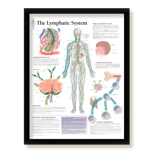 The lymphatic system framed - lymphatic,