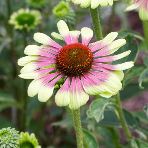 Echinacea green twister - green,